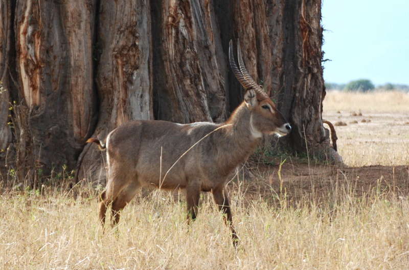 Tanzania - Antilope cobo (Kobus ellipsiprymnus)